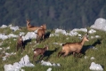 Ime datoteke=Gams_chamois_37.jpg
Velikost datoteke=296KB
Dimenzija=1000x667
Datum objave=06.07.2015 Gams_chamois_37.jpg