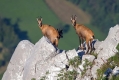 Gams_chamois_39.jpg