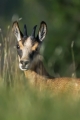 Ime datoteke=Gams_chamois_40.jpg
Velikost datoteke=198KB
Dimenzija=600x900
Datum objave=21.07.2015 Gams_chamois_40.jpg
