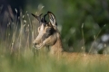 Ime datoteke=Gams_chamois_45.jpg
Velikost datoteke=215KB
Dimenzija=900x600
Datum objave=17.09.2015 Gams_chamois_45.jpg