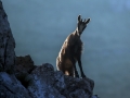 Gams_chamois_47.jpg