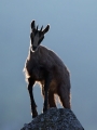 Gams_chamois_49.jpg