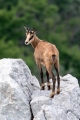 Gams_chamois_51.jpg