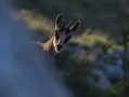 Gams_chamois_55.jpg