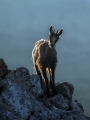 Gams_chamois_58.jpg