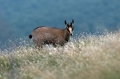 Gams_chamois_63.jpg