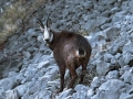 Ime datoteke=Gams_chamois_64.jpg
Velikost datoteke=328KB
Dimenzija=900x675
Datum objave=16.09.2017 Gams_chamois_64.jpg