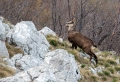 Ime datoteke=Gams_chamois_65.jpg
Velikost datoteke=434KB
Dimenzija=900x619
Datum objave=19.10.2017 Gams_chamois_65.jpg