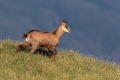 Gams_chamois_70.jpg