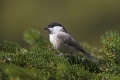 Gorska_sinica_Willow_tit_08.jpg