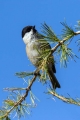 Gorska_sinica_Willow_tit_11.jpg