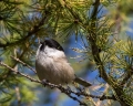 Gorska_sinica_Willow_tit_12.jpg