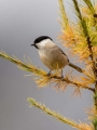 Gorska_sinica_Willow_tit_15.jpg