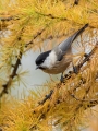 Gorska_sinica_Willow_tit_17.jpg