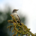 Ime datoteke=Grahasta_penica_Barred_warbler_Sylvia_nisoria_Penice_Sylviidae_07.jpg
Velikost datoteke=157KB
Dimenzija=700x700
Datum objave=16.11.2010 Grahasta_penica_Barred_warbler_Sylvia_nisoria_Penice_Sylviidae_07.jpg