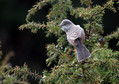 Ime datoteke=Grahasta_penica_Barred_warbler_Sylvia_nisoria_Penice_Sylviidae_08.jpg
Velikost datoteke=197KB
Dimenzija=800x564
Datum objave=05.04.2011 Grahasta_penica_Barred_warbler_Sylvia_nisoria_Penice_Sylviidae_08.jpg