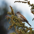 Ime datoteke=Grahasta_penica_Barred_warbler_Sylvia_nisoria_Penice_Sylviidae_11.jpg
Velikost datoteke=279KB
Dimenzija=700x700
Datum objave=01.12.2013 Grahasta_penica_Barred_warbler_Sylvia_nisoria_Penice_Sylviidae_11.jpg