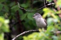 Ime datoteke=Grahasta_penica_Barred_warbler_Sylvia_nisoria_Penice_Sylviidae_12.jpg
Velikost datoteke=223KB
Dimenzija=800x533
Datum objave=11.12.2013 Grahasta_penica_Barred_warbler_Sylvia_nisoria_Penice_Sylviidae_12.jpg
