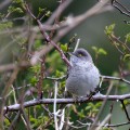 Ime datoteke=Grahasta_penica_Barred_warbler_Sylvia_nisoria_Penice_Sylviidae_13.jpg
Velikost datoteke=131KB
Dimenzija=670x670
Datum objave=11.09.2011 Grahasta_penica_Barred_warbler_Sylvia_nisoria_Penice_Sylviidae_13.jpg