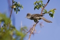 Ime datoteke=Grahasta_penica_Barred_warbler_Sylvia_nisoria_Penice_Sylviidae_14.jpg
Velikost datoteke=298KB
Dimenzija=950x645
Datum objave=18.07.2012 Grahasta_penica_Barred_warbler_Sylvia_nisoria_Penice_Sylviidae_14.jpg