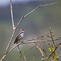 Ime datoteke=Grahasta_penica_Barred_warbler_Sylvia_nisoria_Penice_Sylviidae_15.jpg
Velikost datoteke=265KB
Dimenzija=750x750
Datum objave=09.07.2014 Grahasta_penica_Barred_warbler_Sylvia_nisoria_Penice_Sylviidae_15.jpg