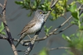 Ime datoteke=Grahasta_penica_Barred_warbler_Sylvia_nisoria_Penice_Sylviidae_18.jpg
Velikost datoteke=219KB
Dimenzija=900x600
Datum objave=12.09.2014 Grahasta_penica_Barred_warbler_Sylvia_nisoria_Penice_Sylviidae_18.jpg