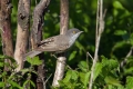 Ime datoteke=Grahasta_penica_Barred_warbler_Sylvia_nisoria_Penice_Sylviidae_19.jpg
Velikost datoteke=277KB
Dimenzija=900x600
Datum objave=23.11.2014 Grahasta_penica_Barred_warbler_Sylvia_nisoria_Penice_Sylviidae_19.jpg