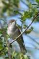 Ime datoteke=Grahasta_penica_Barred_warbler_Sylvia_nisoria_Penice_Sylviidae_20.jpg
Velikost datoteke=210KB
Dimenzija=600x900
Datum objave=14.04.2015 Grahasta_penica_Barred_warbler_Sylvia_nisoria_Penice_Sylviidae_20.jpg