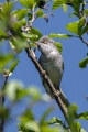 Ime datoteke=Grahasta_penica_Barred_warbler_Sylvia_nisoria_Penice_Sylviidae_22.jpg
Velikost datoteke=264KB
Dimenzija=600x900
Datum objave=03.07.2015 Grahasta_penica_Barred_warbler_Sylvia_nisoria_Penice_Sylviidae_22.jpg