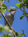 Ime datoteke=Grahasta_penica_Barred_warbler_Sylvia_nisoria_Penice_Sylviidae_23.jpg
Velikost datoteke=238KB
Dimenzija=675x900
Datum objave=24.04.2016 Grahasta_penica_Barred_warbler_Sylvia_nisoria_Penice_Sylviidae_23.jpg
