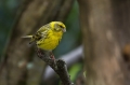 Grilcek_Serin_17.jpg
