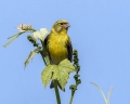 Grilcek_Serin_23.jpg