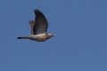 Ime datoteke=Grivar_Woodpigeon_Columba_palumbus_Golobi_Columbidae_05.jpg
Velikost datoteke=217KB
Dimenzija=950x634
Datum objave=12.09.2014 Grivar_Woodpigeon_Columba_palumbus_Golobi_Columbidae_05.jpg