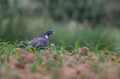 Grivar_Woodpigeon_Columba_palumbus_Golobi_Columbidae_06.jpg