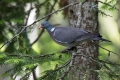 Grivar_Woodpigeon_Columba_palumbus_Golobi_Columbidae_08.jpg