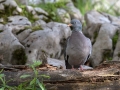 Grivar_Woodpigeon_Columba_palumbus_Golobi_Columbidae_10.jpg