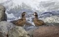 Harlekinka_harlequin_duck_Histrionicus_histrionicus_Plovci_Anatidae_01.jpg