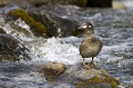 Harlekinka_harlequin_duck_Histrionicus_histrionicus_Plovci_Anatidae_02.jpg