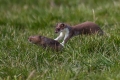 Ime datoteke=Hermelin_Mustela_erminea_01.jpg
Velikost datoteke=318KB
Dimenzija=900x600
Datum objave=18.06.2013 Hermelin_Mustela_erminea_01.jpg