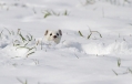 Ime datoteke=Hermelin_Mustela_erminea_03.jpg
Velikost datoteke=235KB
Dimenzija=1000x641
Datum objave=27.06.2013 Hermelin_Mustela_erminea_03.jpg
