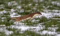 Ime datoteke=Hermelin_Mustela_erminea_06.jpg
Velikost datoteke=350KB
Dimenzija=1000x604
Datum objave=14.04.2014 Hermelin_Mustela_erminea_06.jpg