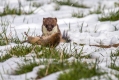 Ime datoteke=Hermelin_Mustela_erminea_08.jpg
Velikost datoteke=352KB
Dimenzija=1000x667
Datum objave=20.07.2014 Hermelin_Mustela_erminea_08.jpg