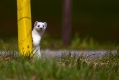 Ime datoteke=Hermelin_Mustela_erminea_09.jpg
Velikost datoteke=282KB
Dimenzija=1000x667
Datum objave=02.01.2014 Hermelin_Mustela_erminea_09.jpg