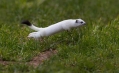 Ime datoteke=Hermelin_Mustela_erminea_10.jpg
Velikost datoteke=293KB
Dimenzija=1000x615
Datum objave=27.06.2013 Hermelin_Mustela_erminea_10.jpg