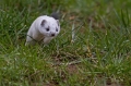 Ime datoteke=Hermelin_Mustela_erminea_12.jpg
Velikost datoteke=348KB
Dimenzija=950x633
Datum objave=20.08.2014 Hermelin_Mustela_erminea_12.jpg