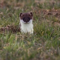 Ime datoteke=Hermelin_Mustela_erminea_13.jpg
Velikost datoteke=272KB
Dimenzija=700x700
Datum objave=05.04.2015 Hermelin_Mustela_erminea_13.jpg