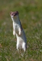 Ime datoteke=Hermelin_Mustela_erminea_15.jpg
Velikost datoteke=285KB
Dimenzija=617x900
Datum objave=16.10.2013 Hermelin_Mustela_erminea_15.jpg