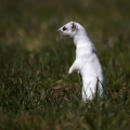 Ime datoteke=Hermelin_Mustela_erminea_16.jpg
Velikost datoteke=235KB
Dimenzija=750x750
Datum objave=01.11.2013 Hermelin_Mustela_erminea_16.jpg
