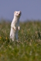 Ime datoteke=Hermelin_Mustela_erminea_18.jpg
Velikost datoteke=250KB
Dimenzija=600x900
Datum objave=23.03.2015 Hermelin_Mustela_erminea_18.jpg