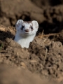 Hermelin_Mustela_erminea_21.jpg